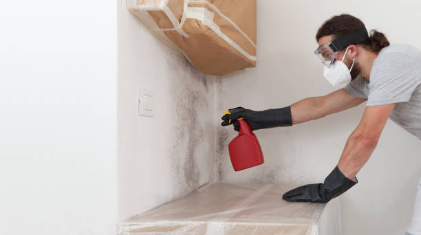 Basement Mold Remediation treatment on basement walls in Clarksville