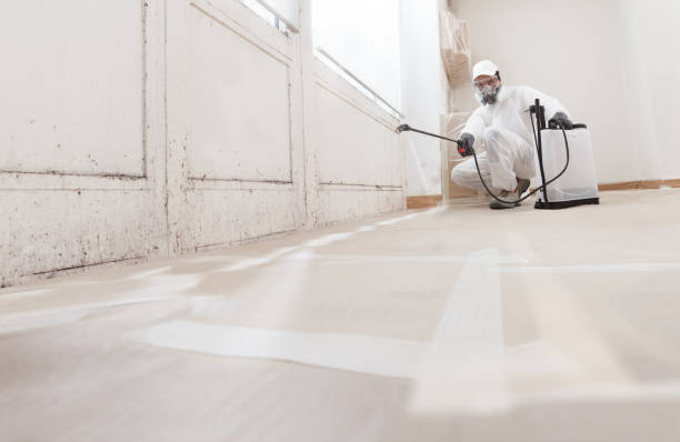 Black mold remediation team in Clarksville